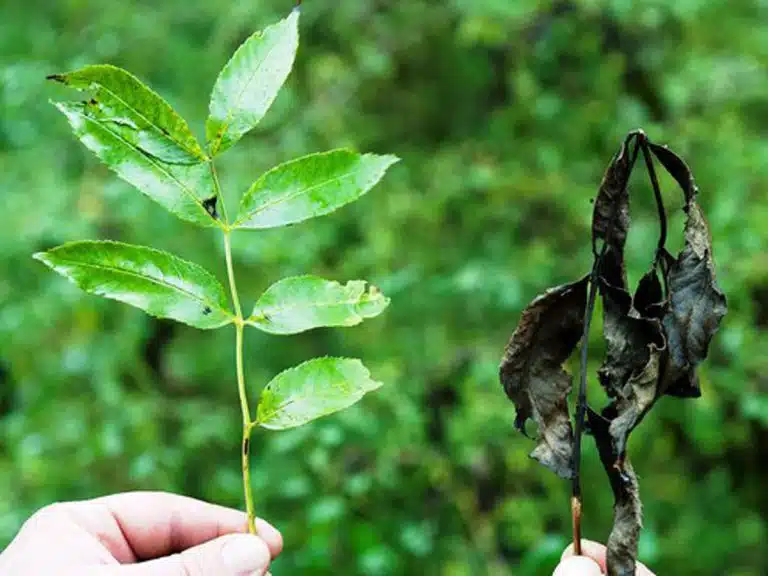 چگونه درختان بیمار را تشخیص دهیم و درمان کنیم؟ راهنمای گیاه‌ پزشکی