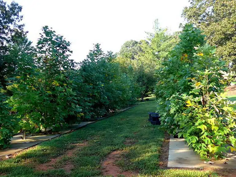 روش‌های پرورش درختان بزرگ در فضاهای محدود شهری