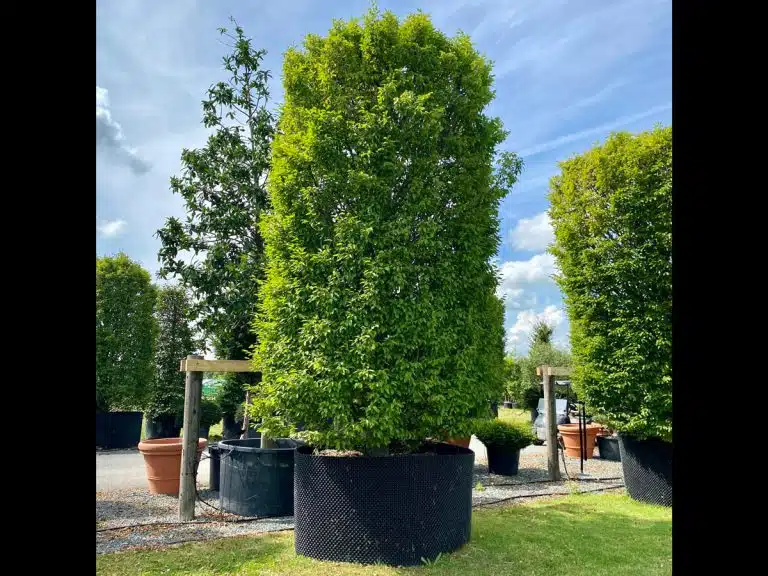 فروش درختان بزرگ: چگونه درختی کیفیت بالا انتخاب کنیم