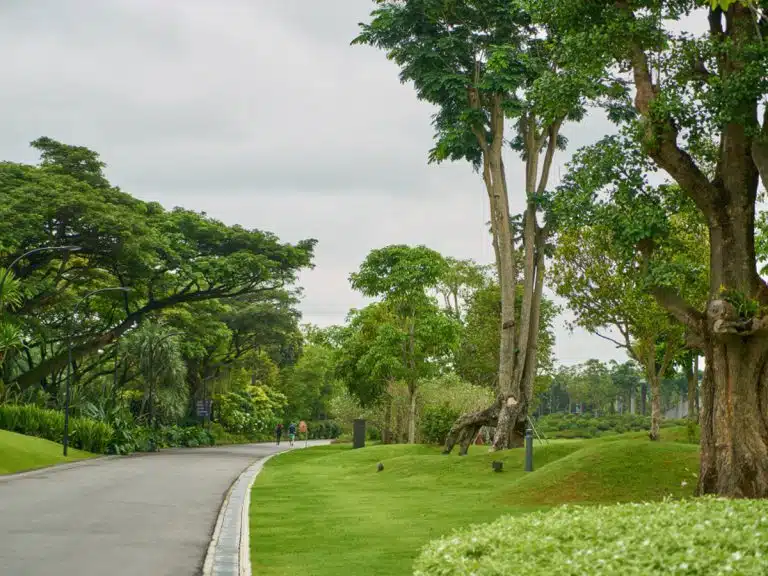 بهترین گونه‌های درختان برای فضاهای سبز شهری