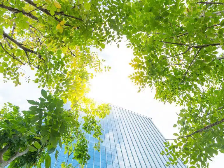 نقش درختان در کاهش گرمای شهری و بهبود هوای تمیز