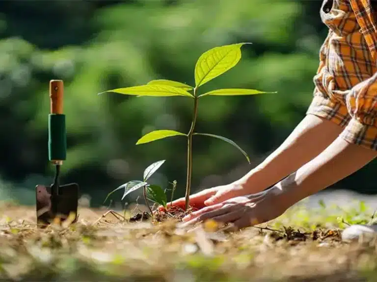 چگونه درختان شهری را نجات دهیم؟ راهکارهای گیاه‌پزشکی و مدیریت بیماری‌ها