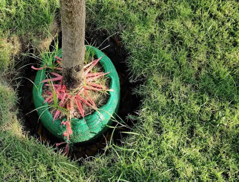 جابجایی درختان درخت یک