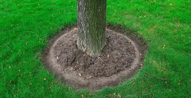 جابجایی درختان درخت یک