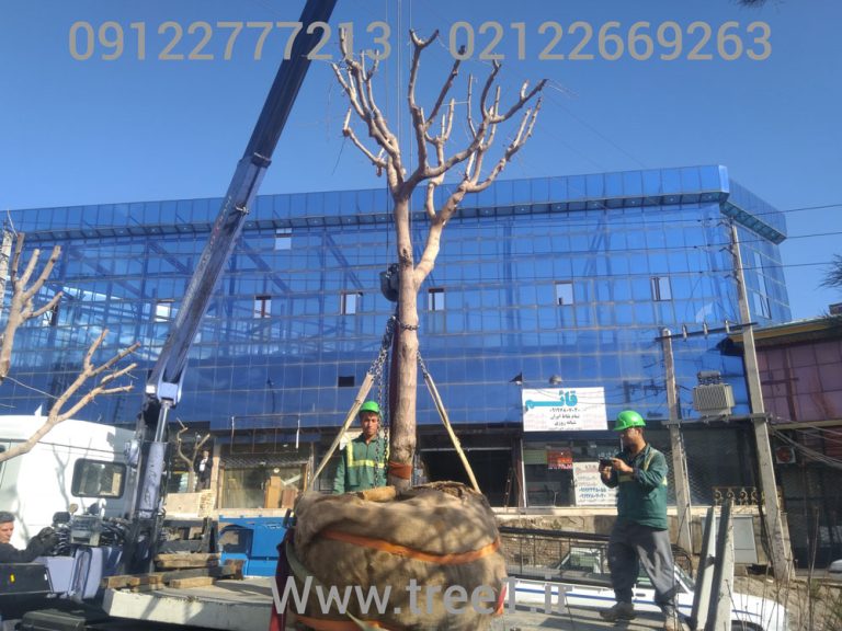 جابجایی درختان شهرداری پردیس بلوار سیاه سنگ