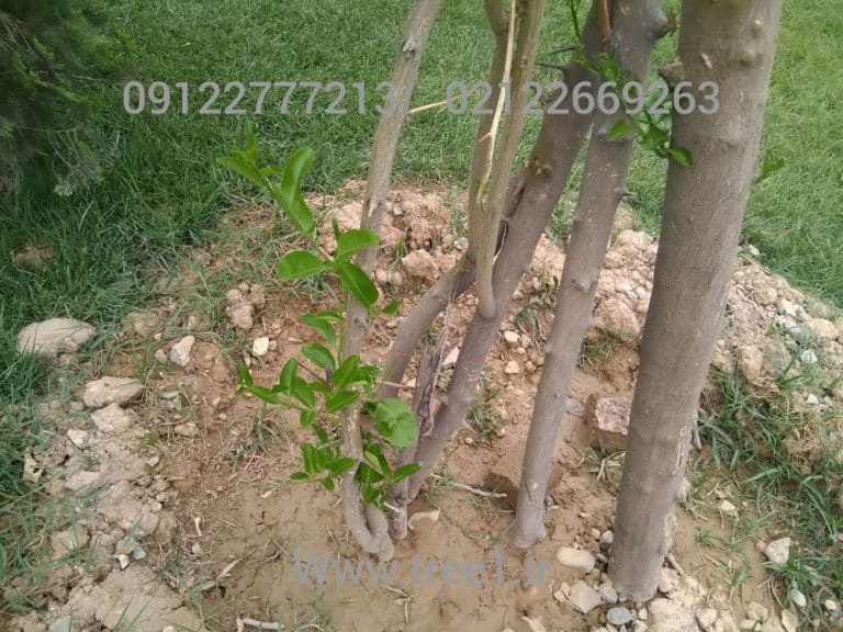 انتقال و جابجایی درختان در سطح شهر تهران