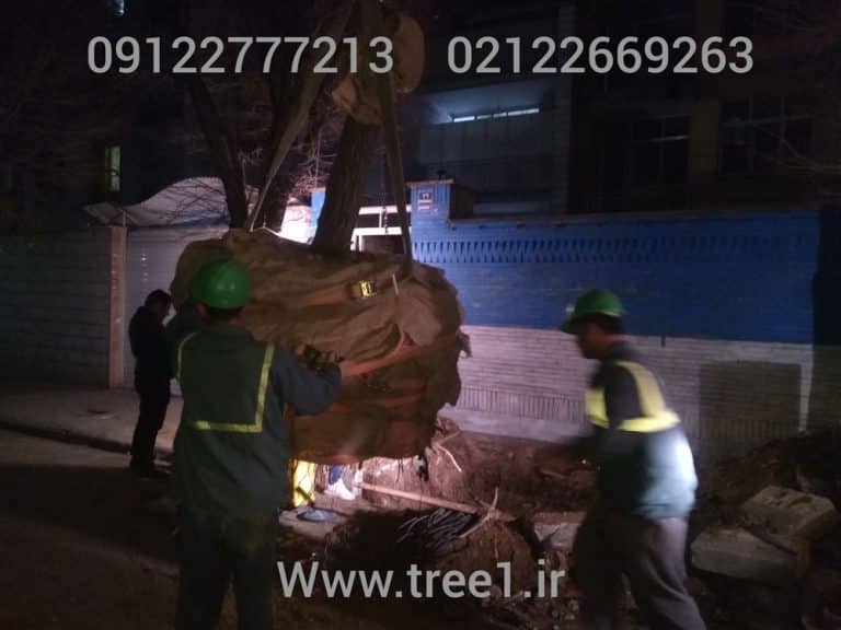 انتقال و جابجایی درختان در سطح شهر تهران 1