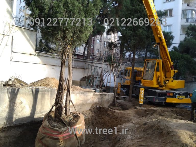 جابجایی درختان در سطح شهر تهران