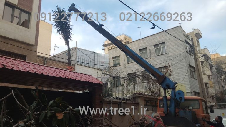 جابجایی درختان در سطح شهر تهران