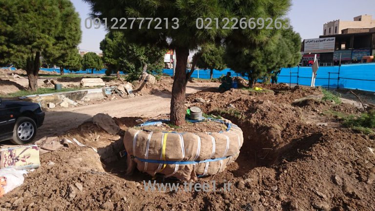 جابجایی درختان شهرداری ورامین میدان رازی