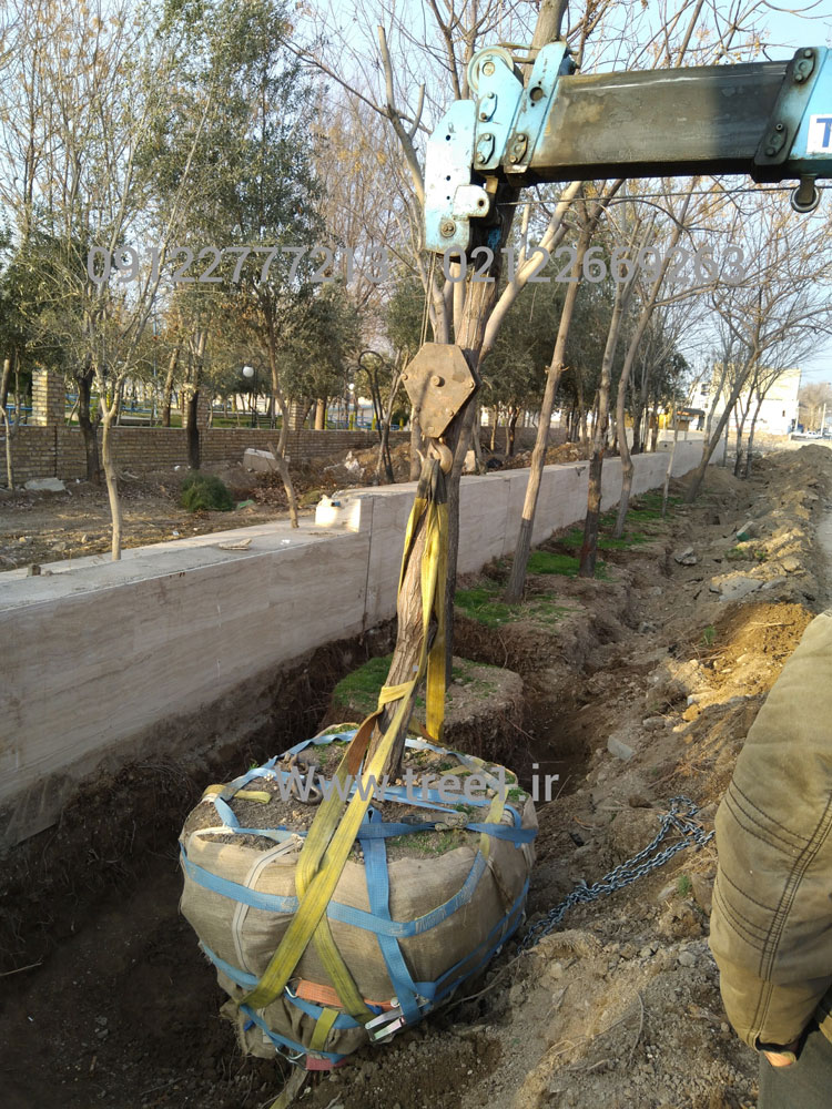 جابجایی درختان شرکت اگورچین وزارت راه